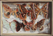 Lepidoptera No. 2